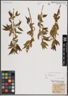 Foto von Salix fragilis L.